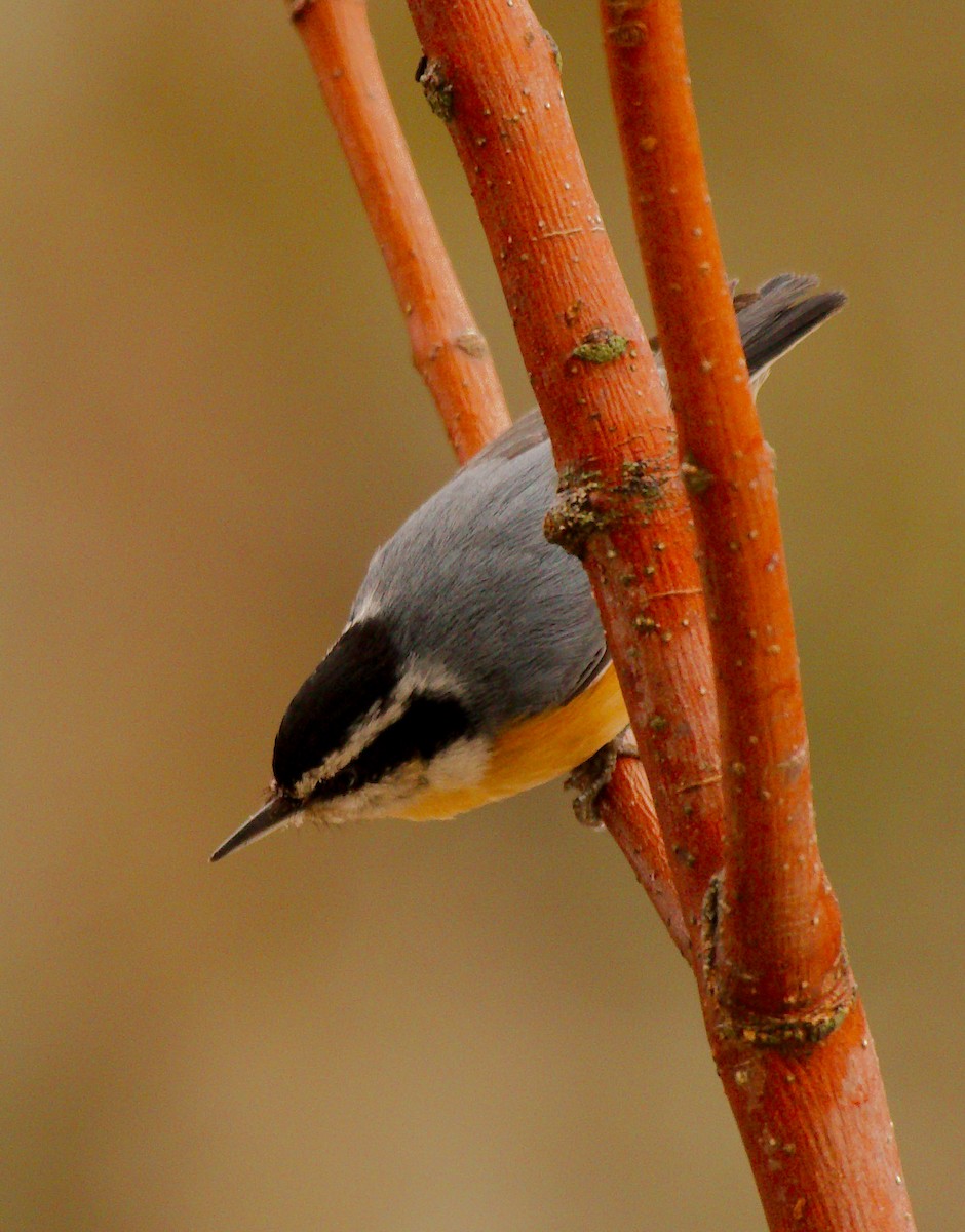 Red-breasted Nuthatch - ML549721051