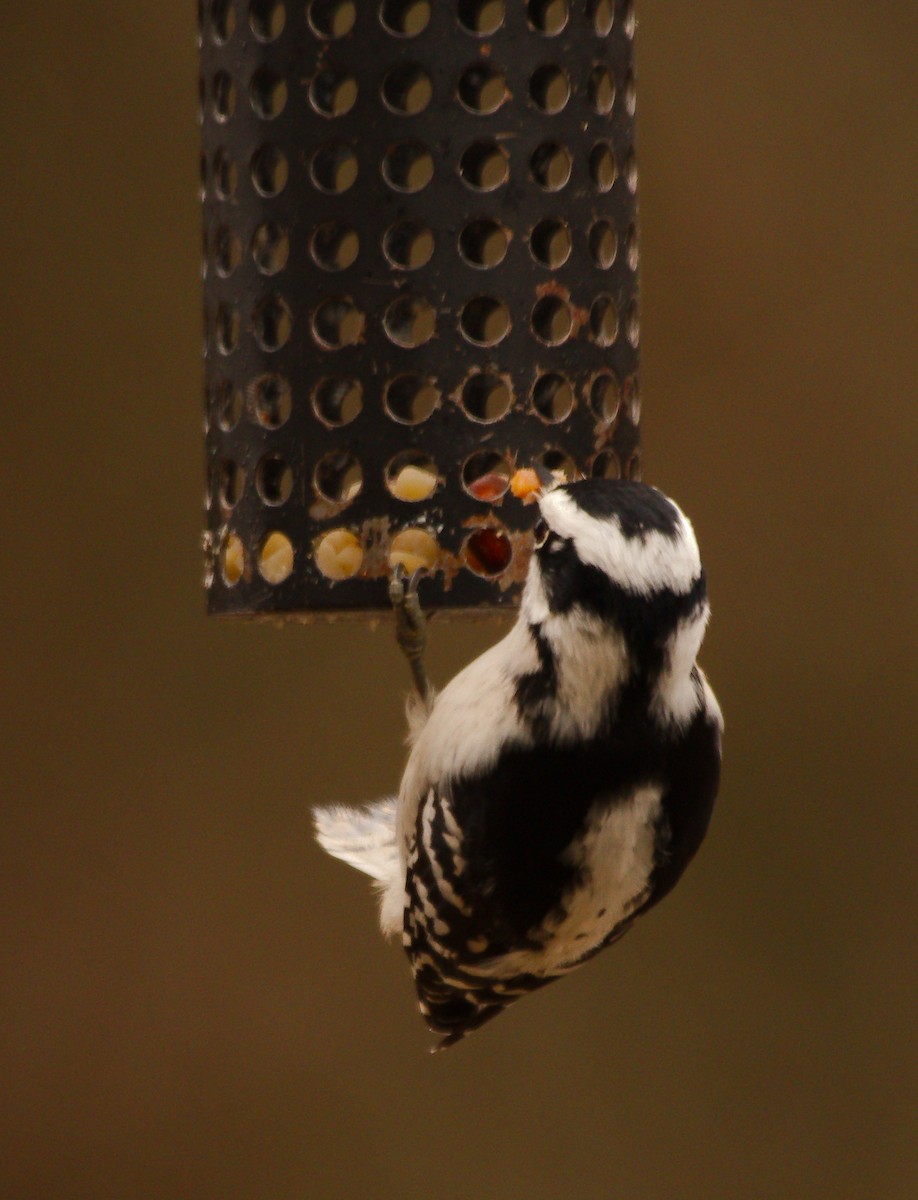 Downy Woodpecker - ML549721201