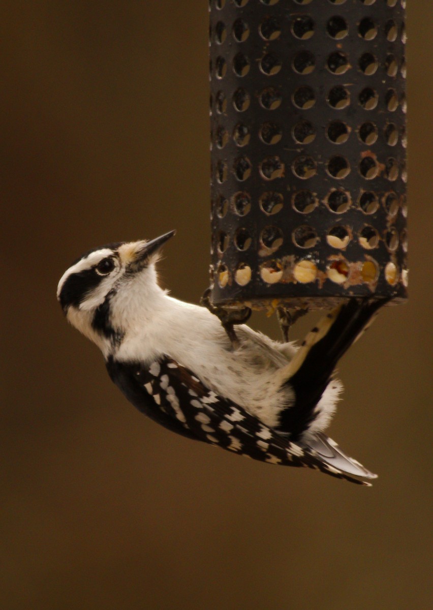 Downy Woodpecker - ML549721211