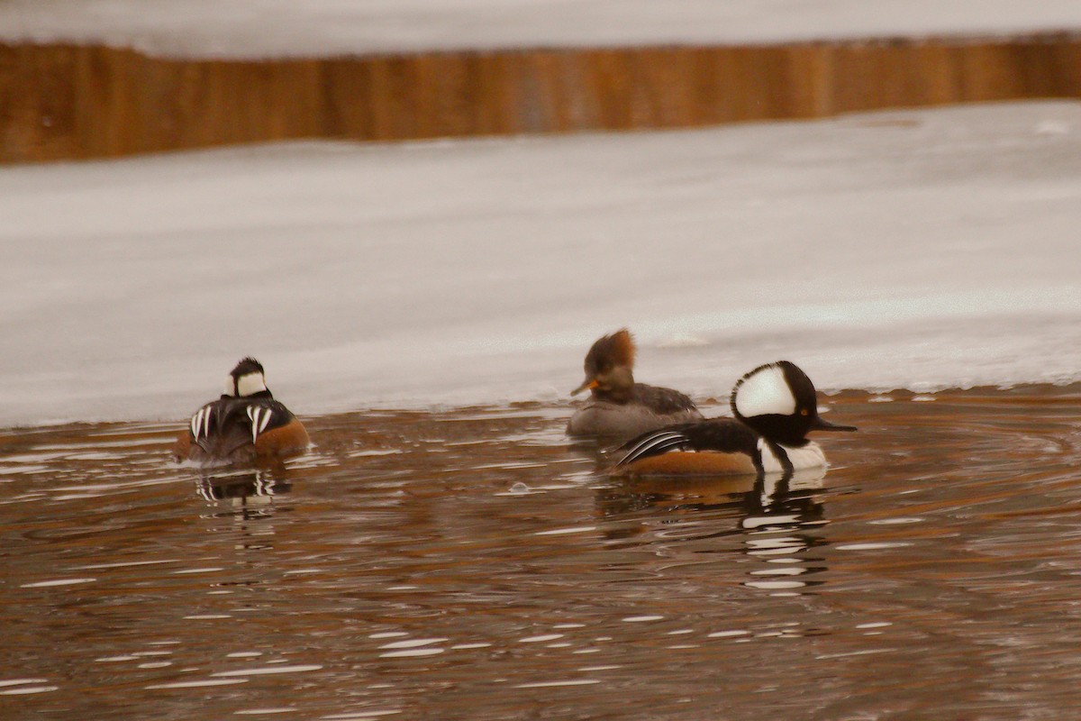 Hooded Merganser - Rick Beaudon