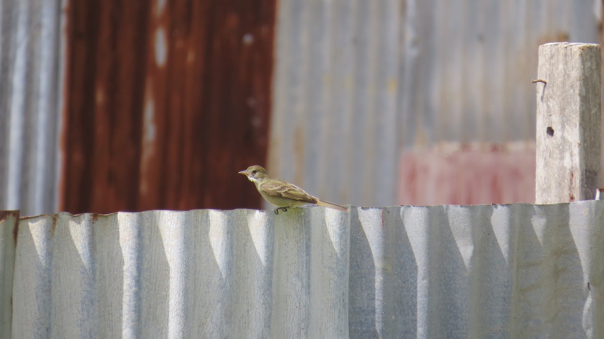 Caribbean Elaenia - ML549722791