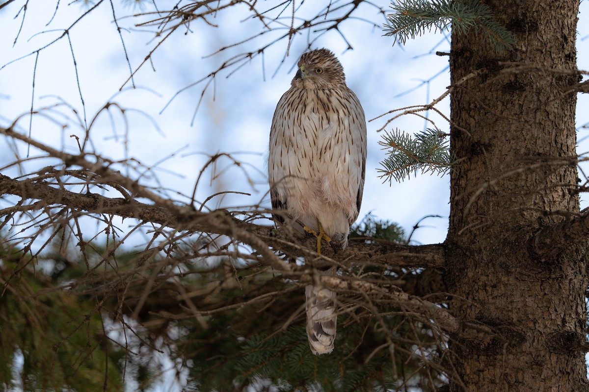 Cooper's Hawk - Stéphane Déry