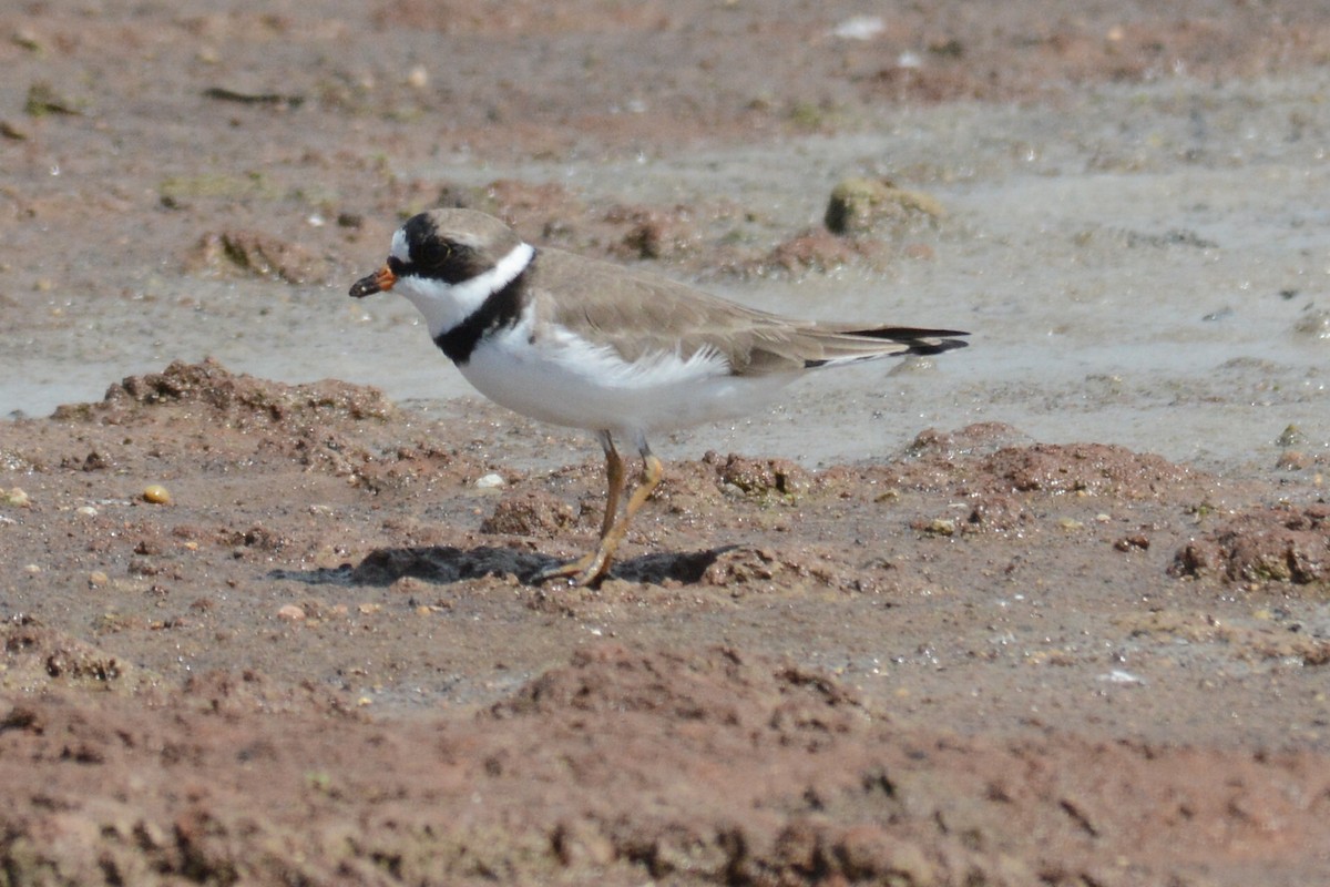 Semipalmated Plover - ML54972421