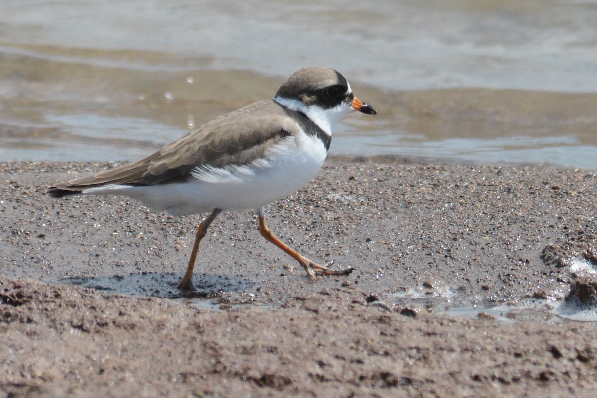 Semipalmated Plover - ML54972491
