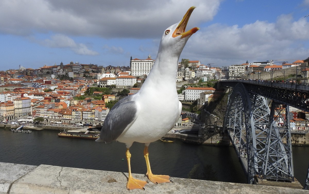 Yellow-legged Gull - ML549725131