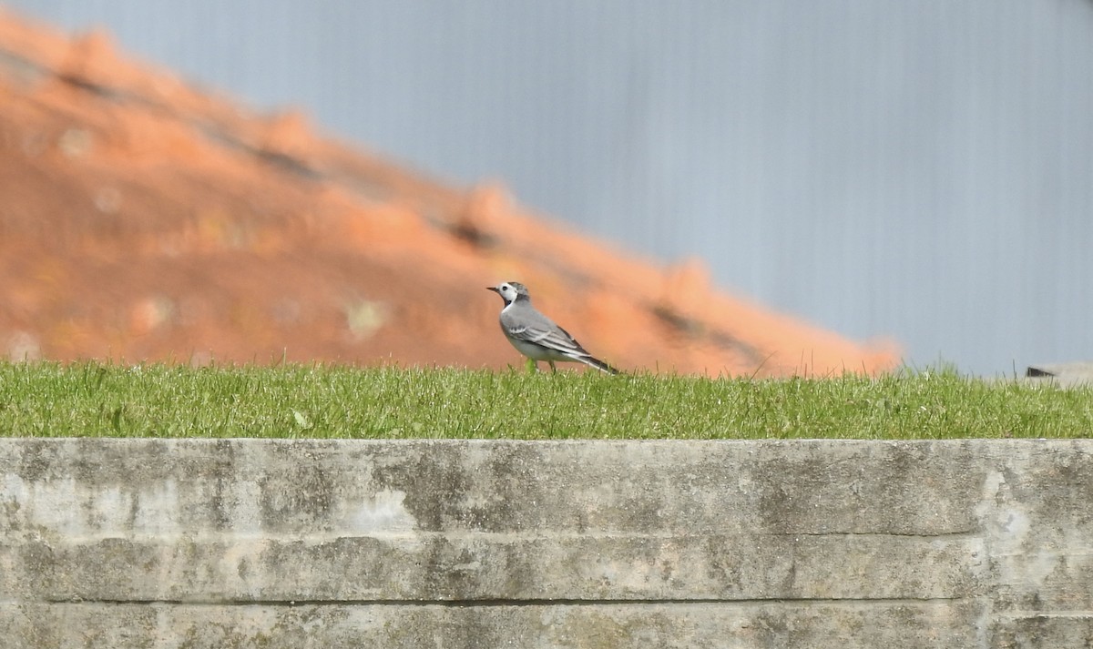 White Wagtail - ML549725151