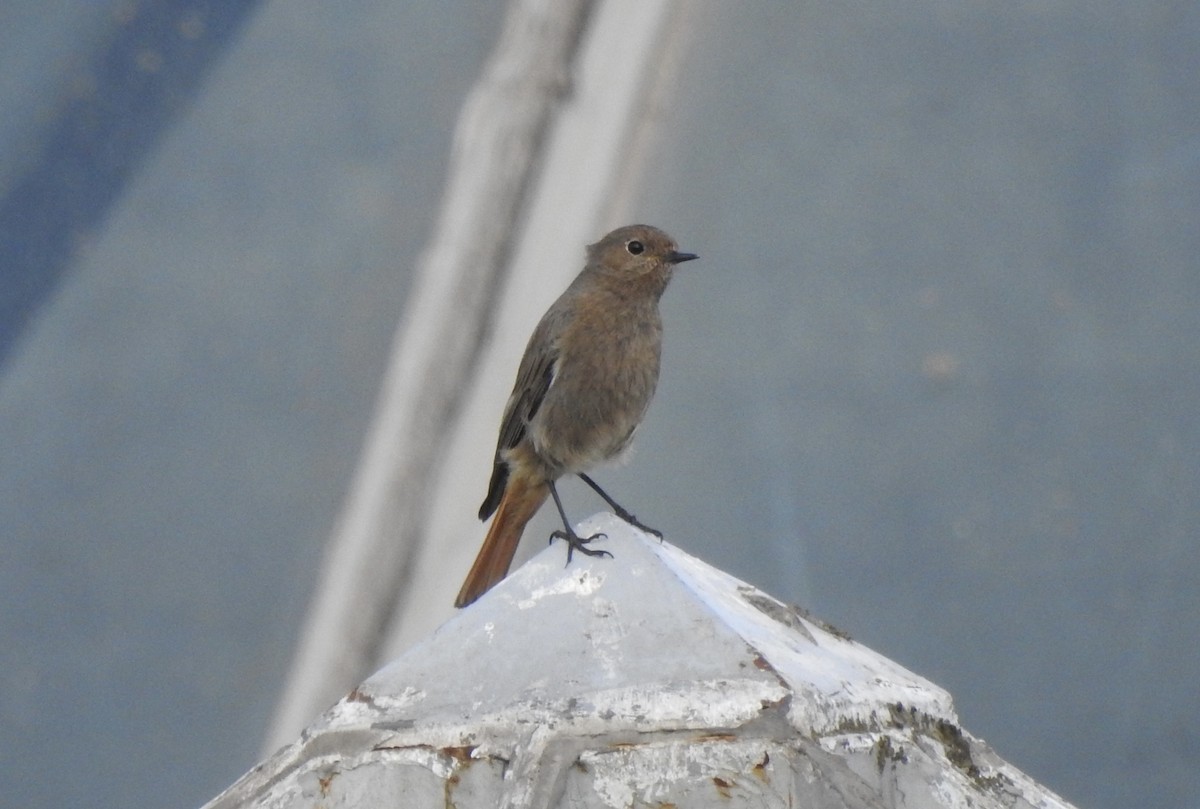 Black Redstart - ML549725221