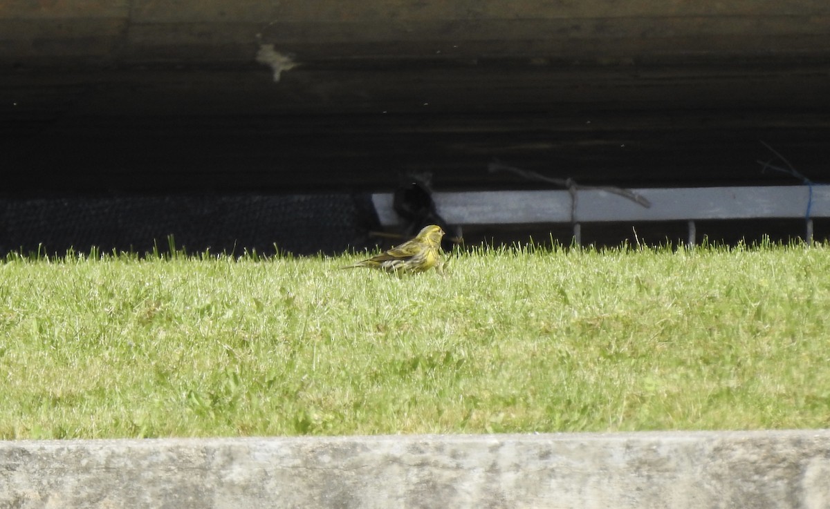 European Serin - ML549725331