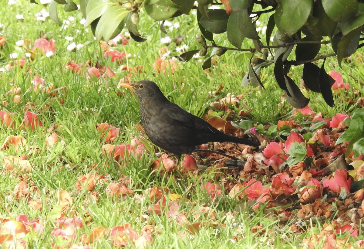 Eurasian Blackbird - ML549725371