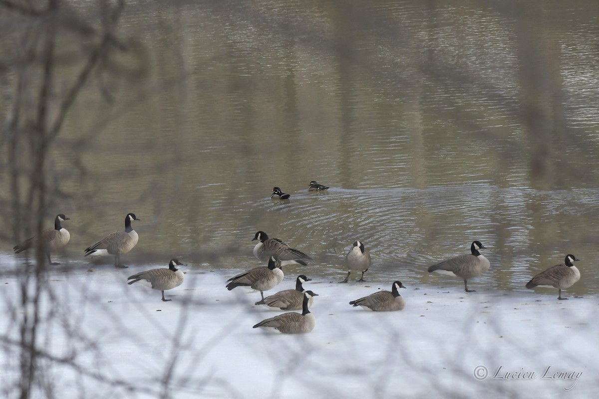 Wood Duck - Lucien Lemay