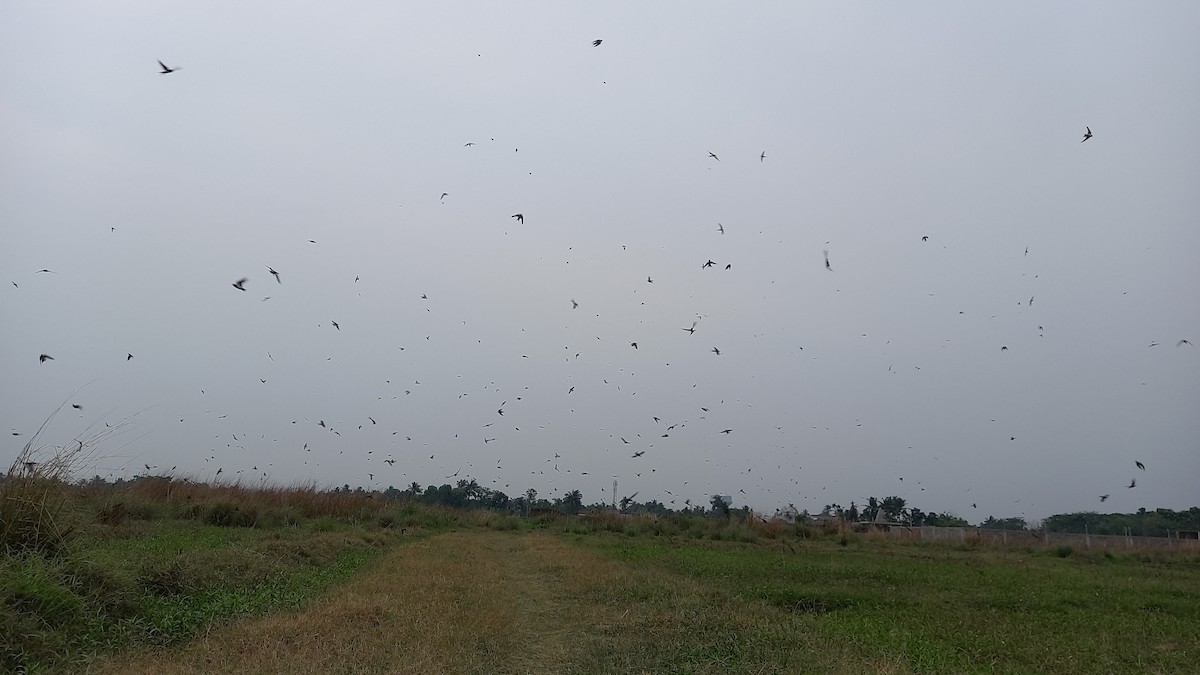 Barn Swallow - Sandip Das