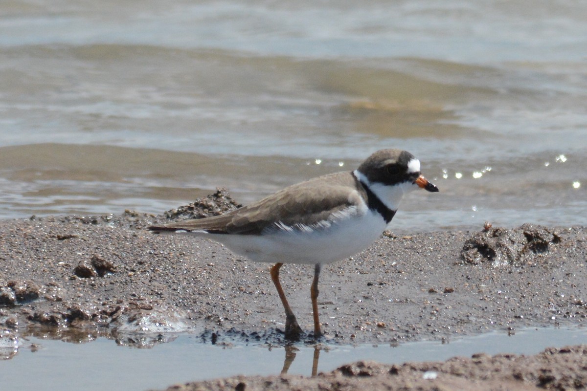 Semipalmated Plover - ML54972581