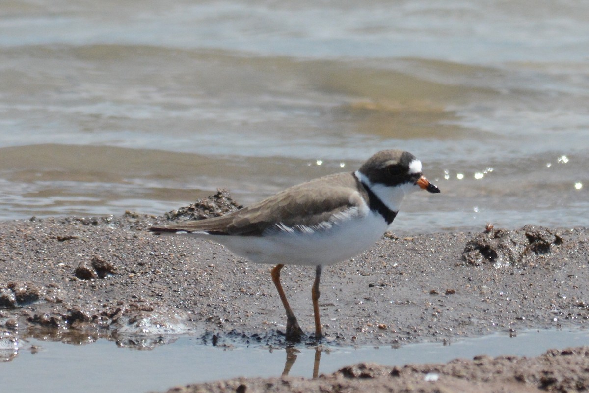 Semipalmated Plover - Robert Neill