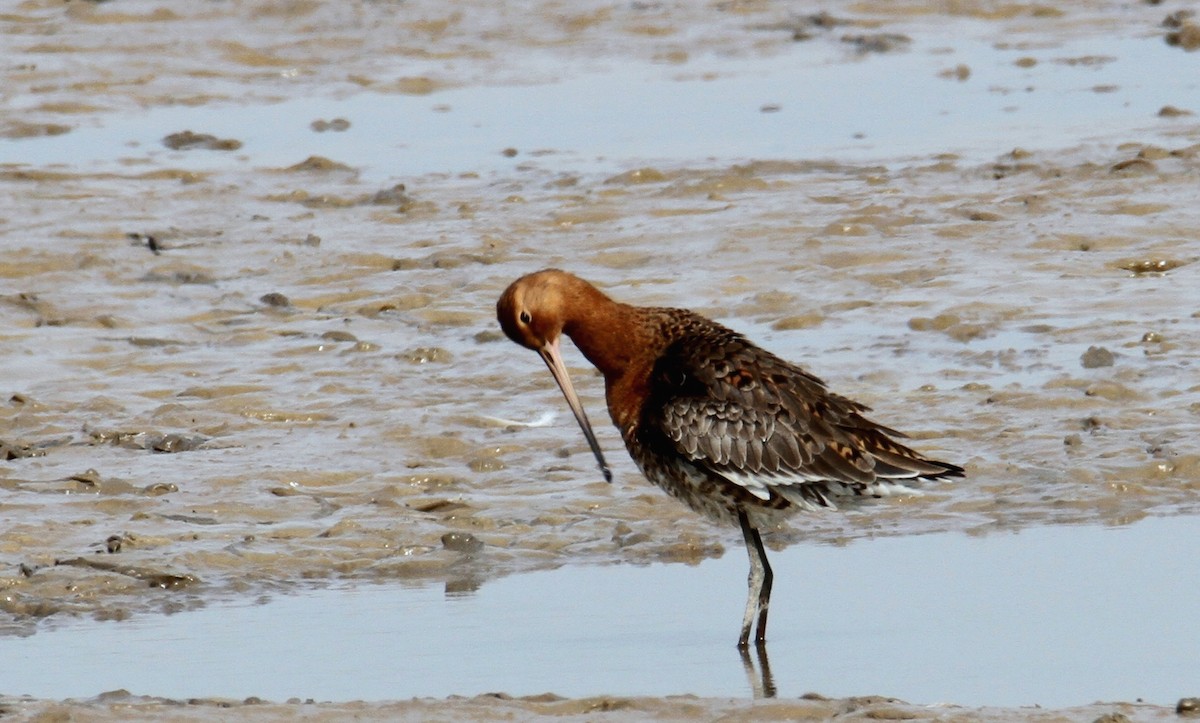 Black-tailed Godwit - ML549725841