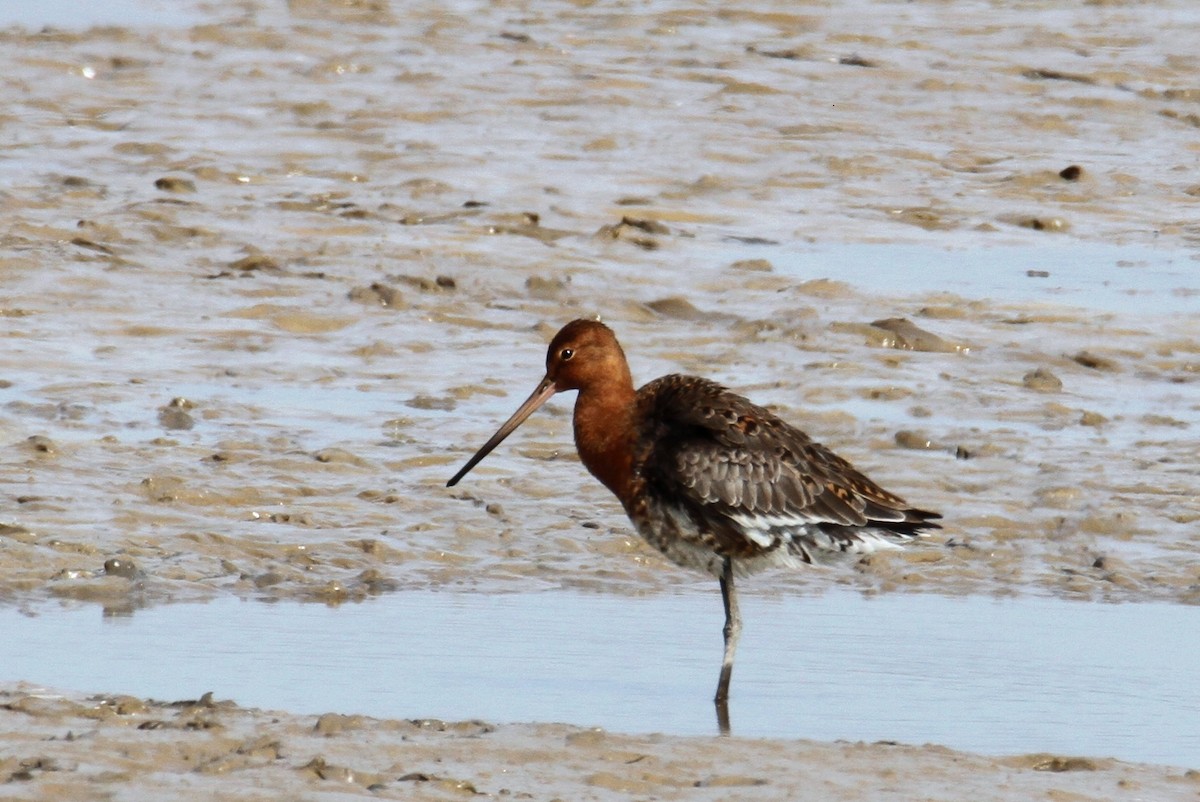 Black-tailed Godwit - ML549725851