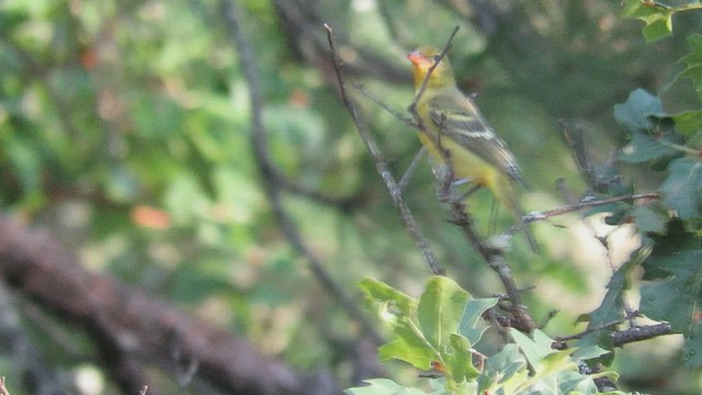 Western Tanager - ML549726931