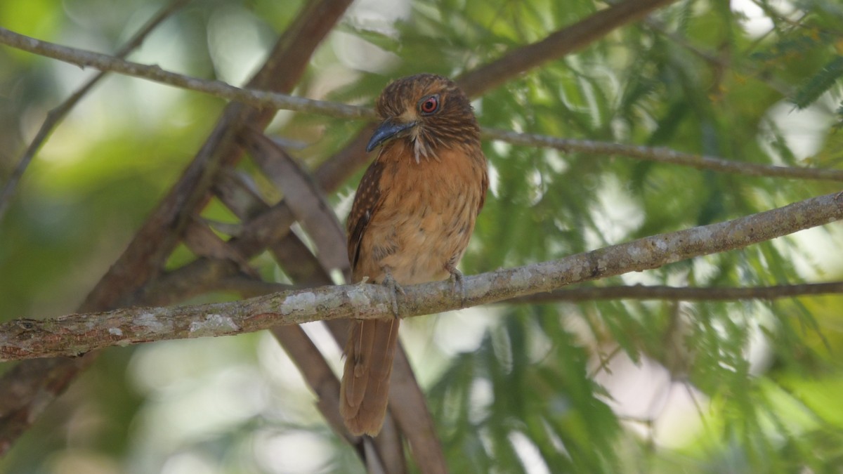 White-whiskered Puffbird - ML549726991