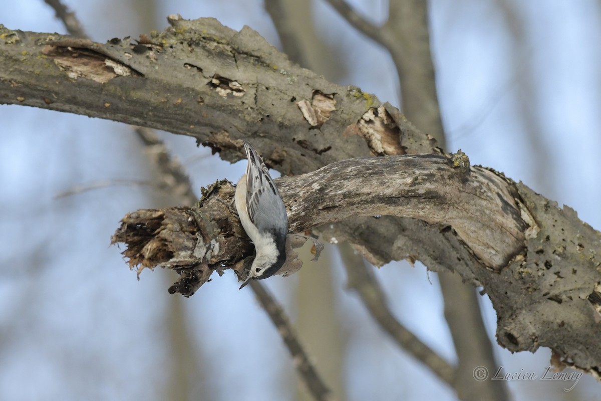 White-breasted Nuthatch - ML549727261