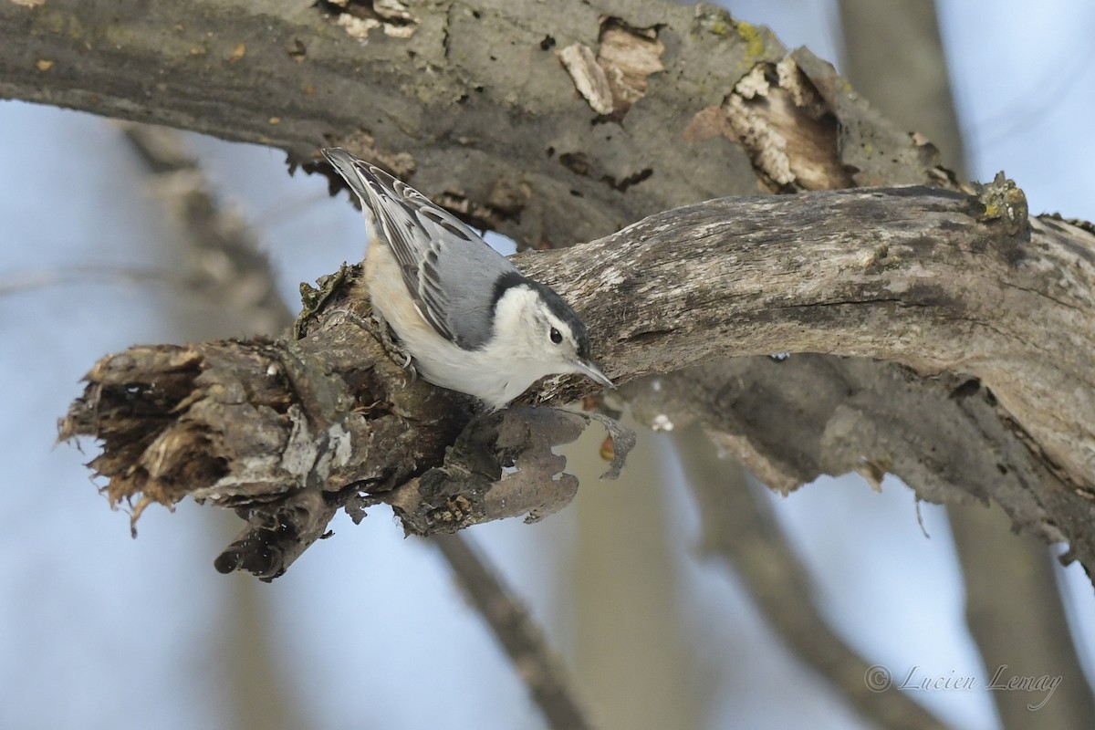 White-breasted Nuthatch - ML549727291