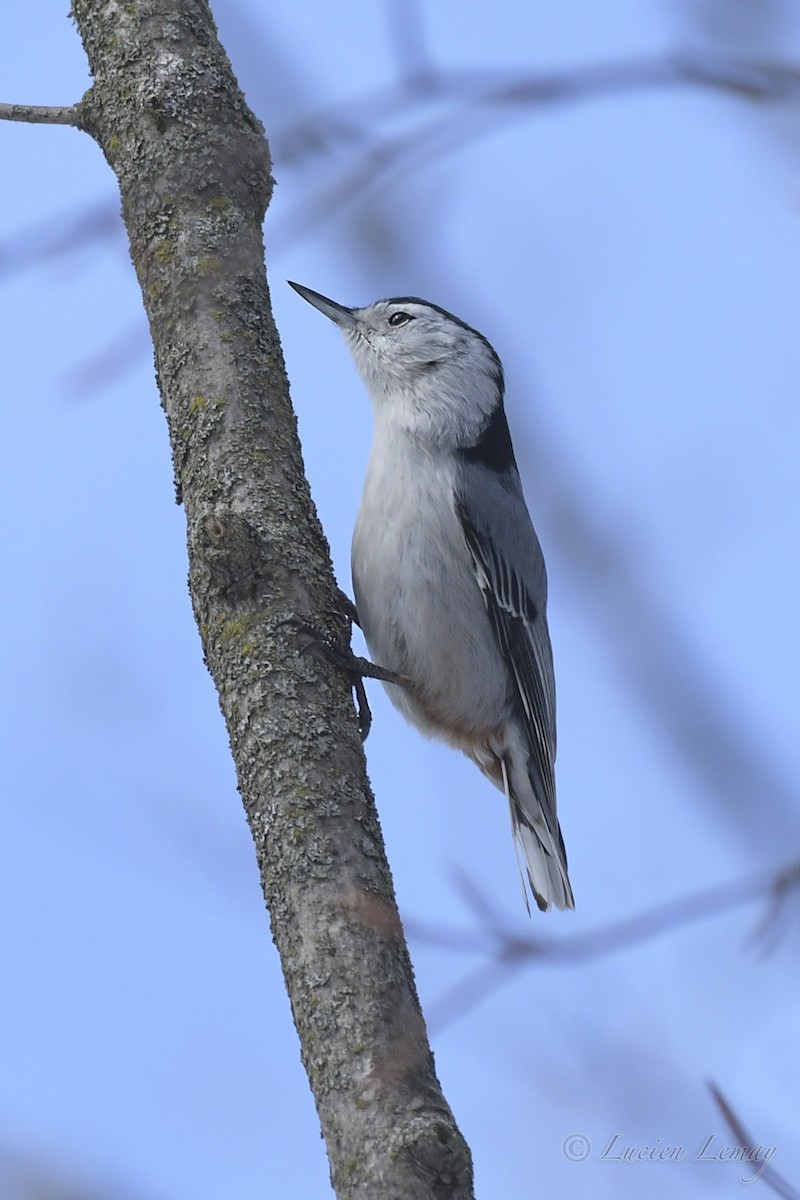 White-breasted Nuthatch - ML549727301