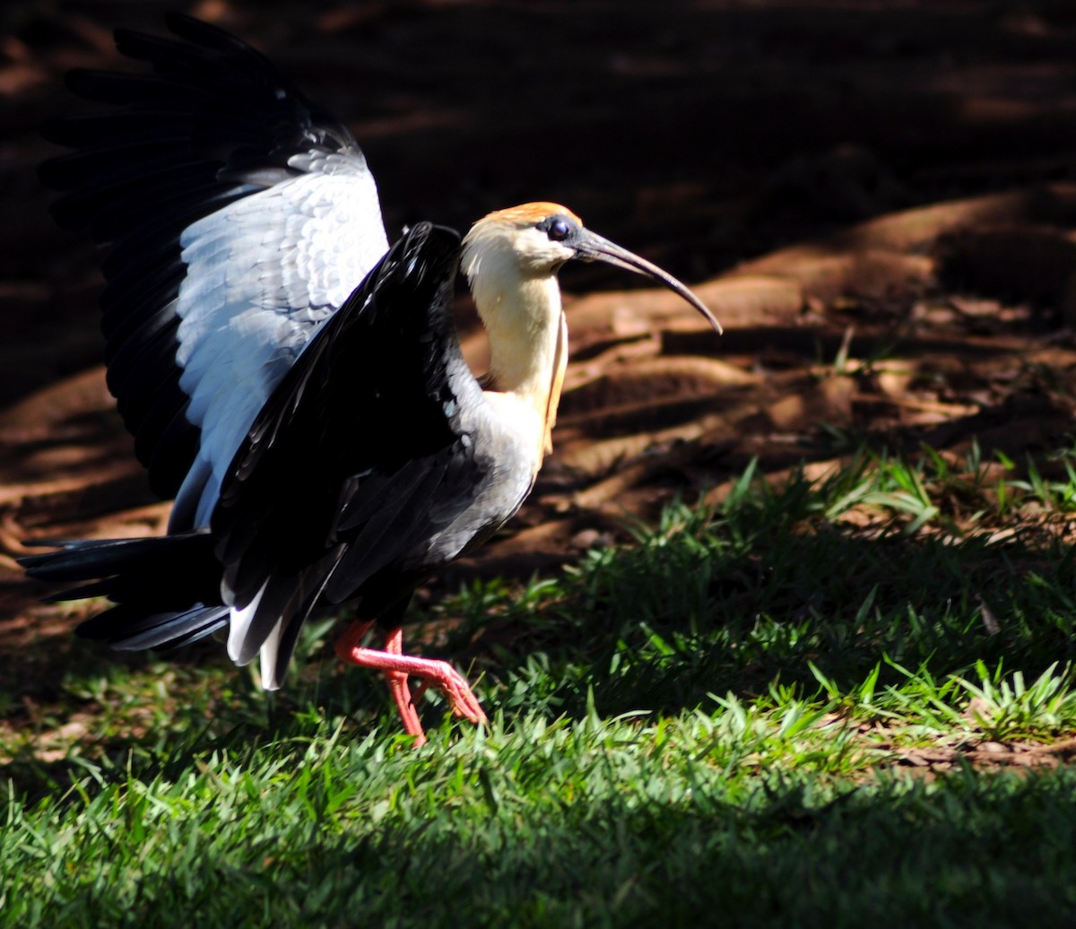 Buff-necked Ibis - DEBORA MELO