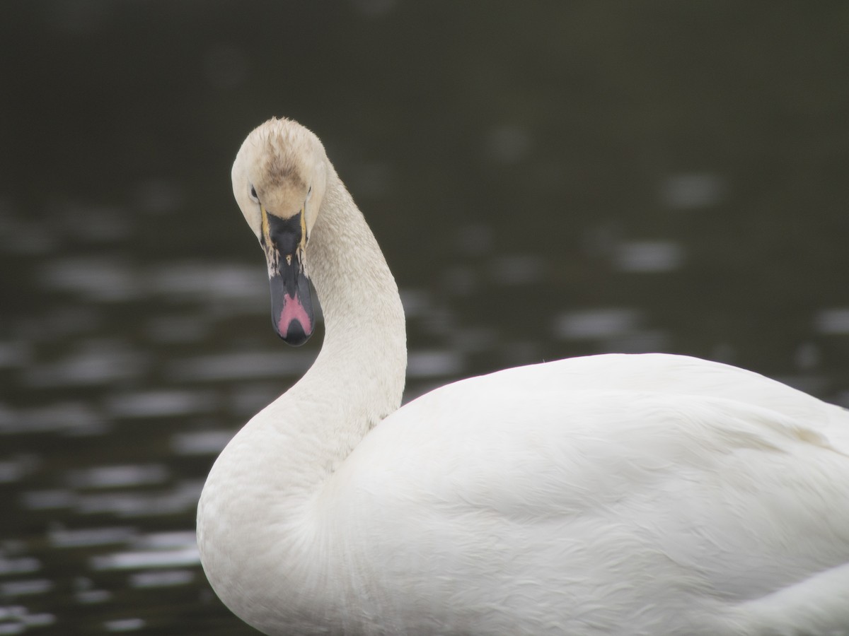 cygne sp. - ML54972801