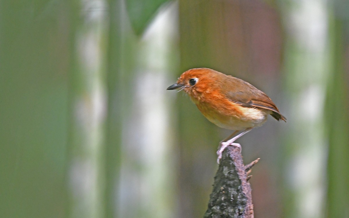 Rusty-breasted Antpitta - ML549728161