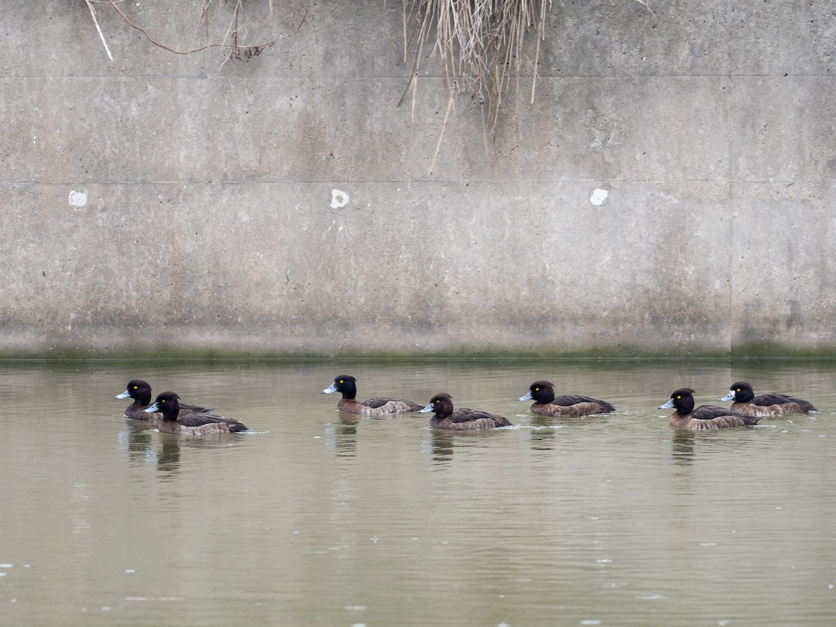 鳳頭潛鴨 - ML549728571