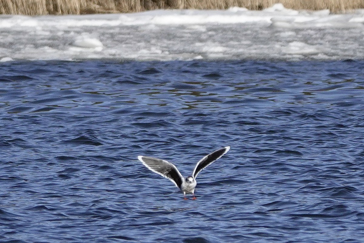 Little Gull - Sami Tuomela