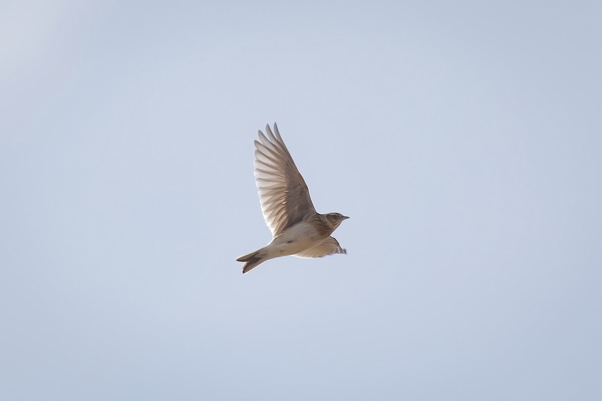 Eurasian Skylark (Asian) - ML549729241