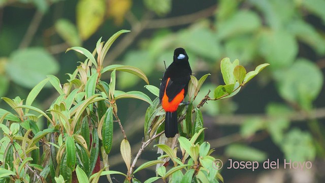 Scarlet-rumped Tanager - ML549729571