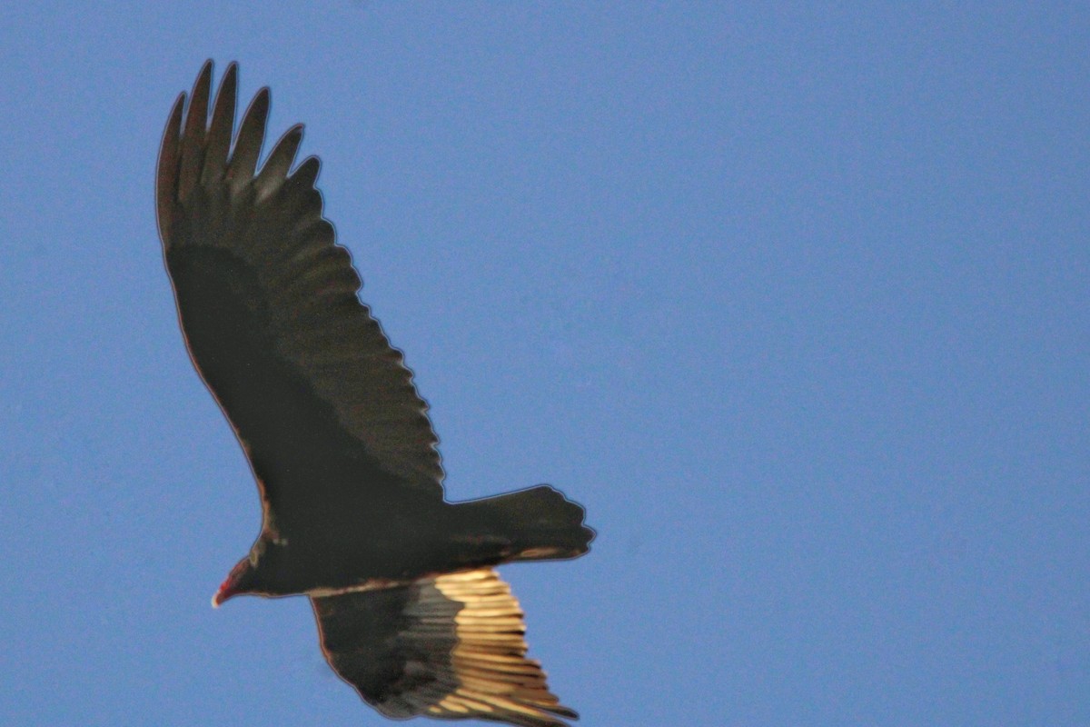 Turkey Vulture - ML549730271