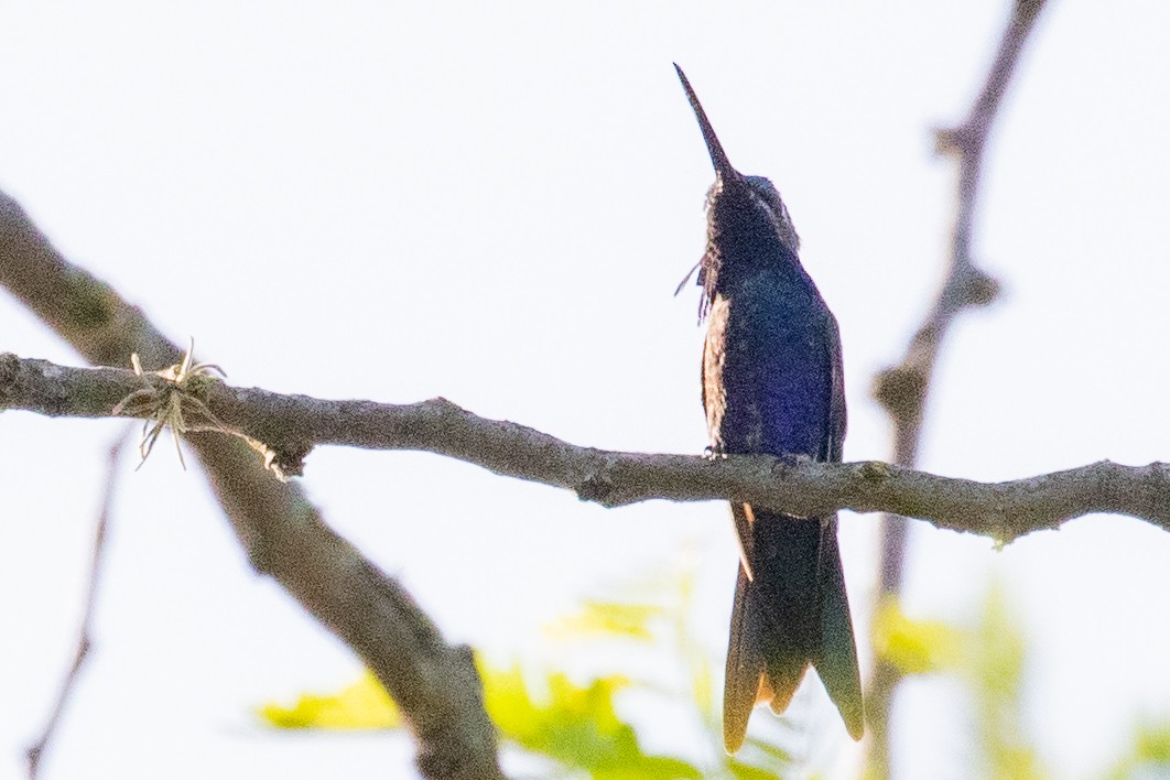 kolibřík cerradový - ML549730621