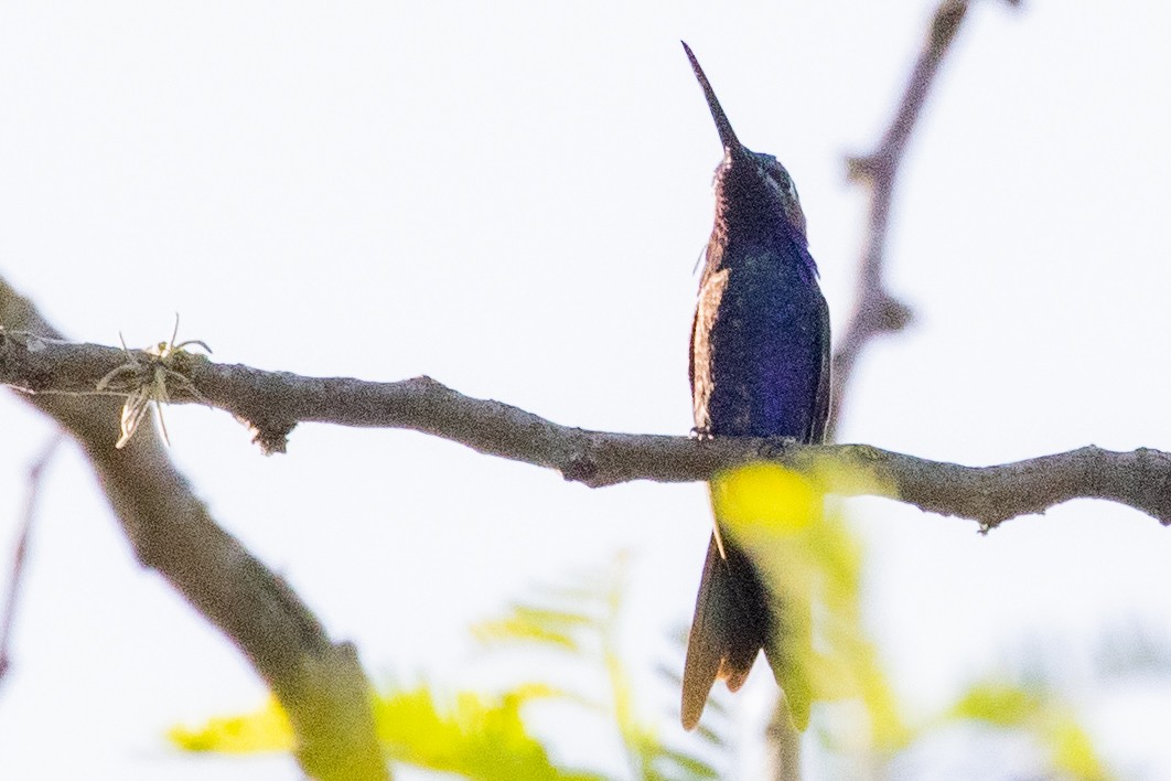 kolibřík cerradový - ML549730661
