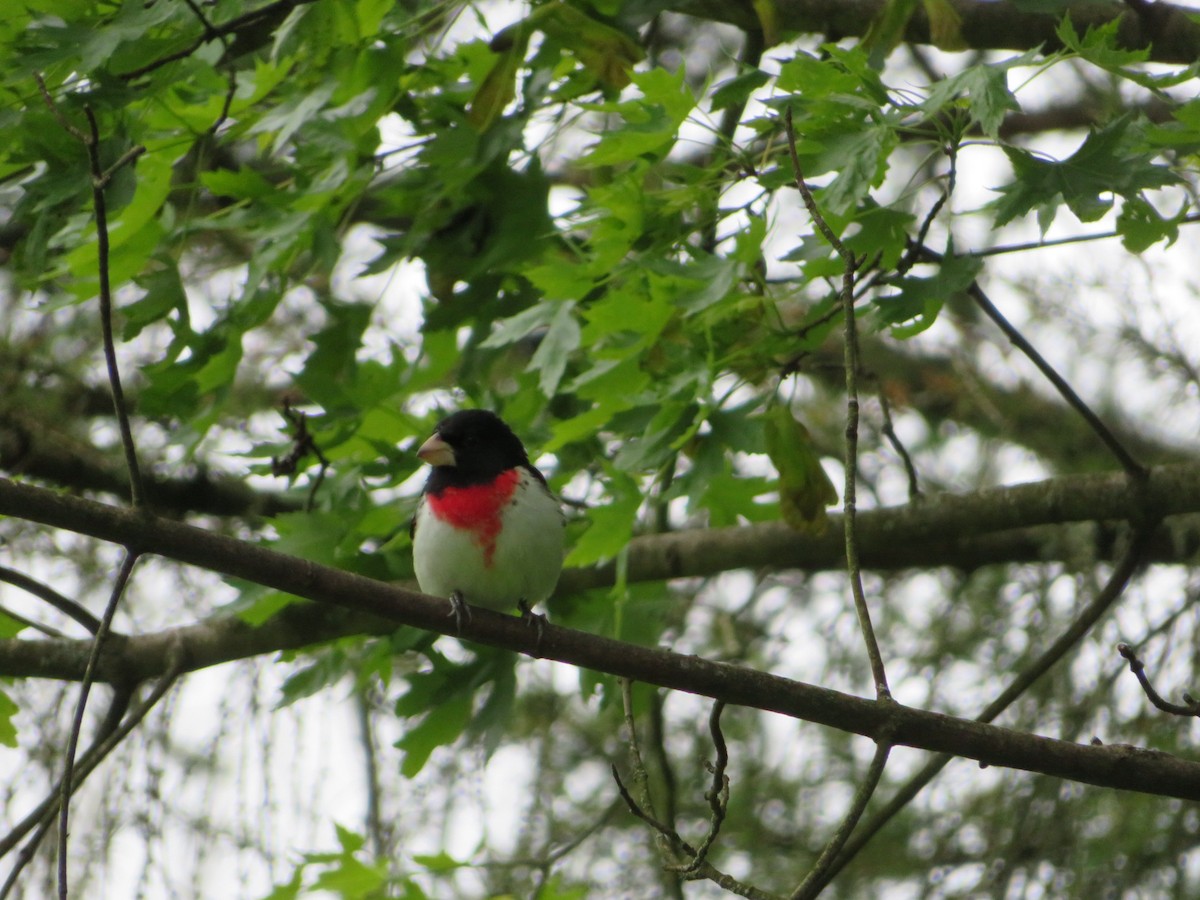 Rose-breasted Grosbeak - Anna Wittmer