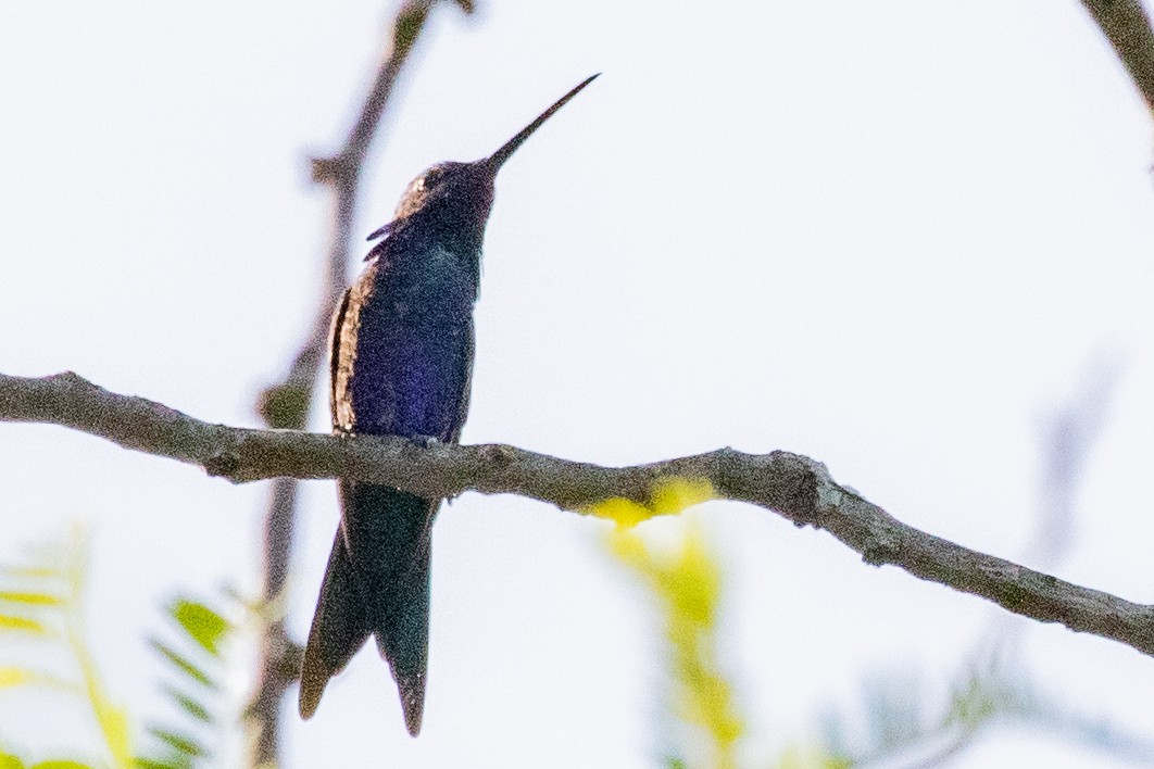 kolibřík cerradový - ML549731261
