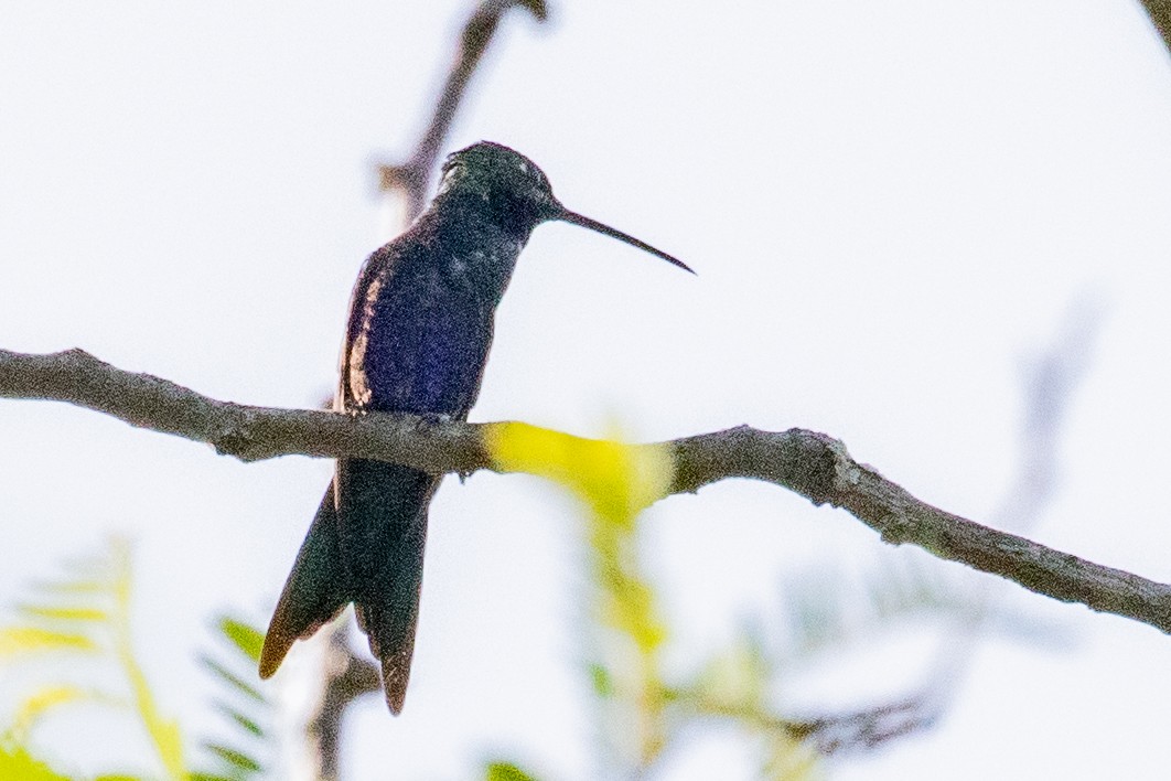 kolibřík cerradový - ML549731271