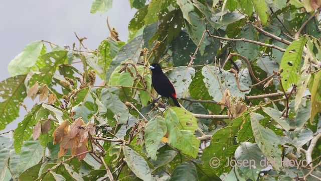 Scarlet-rumped Tanager - ML549731621