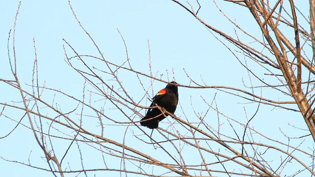 Red-winged Blackbird - ML549731801