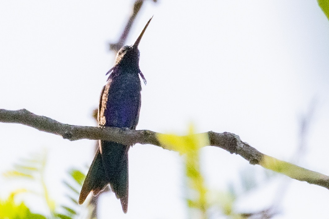 kolibřík cerradový - ML549731811