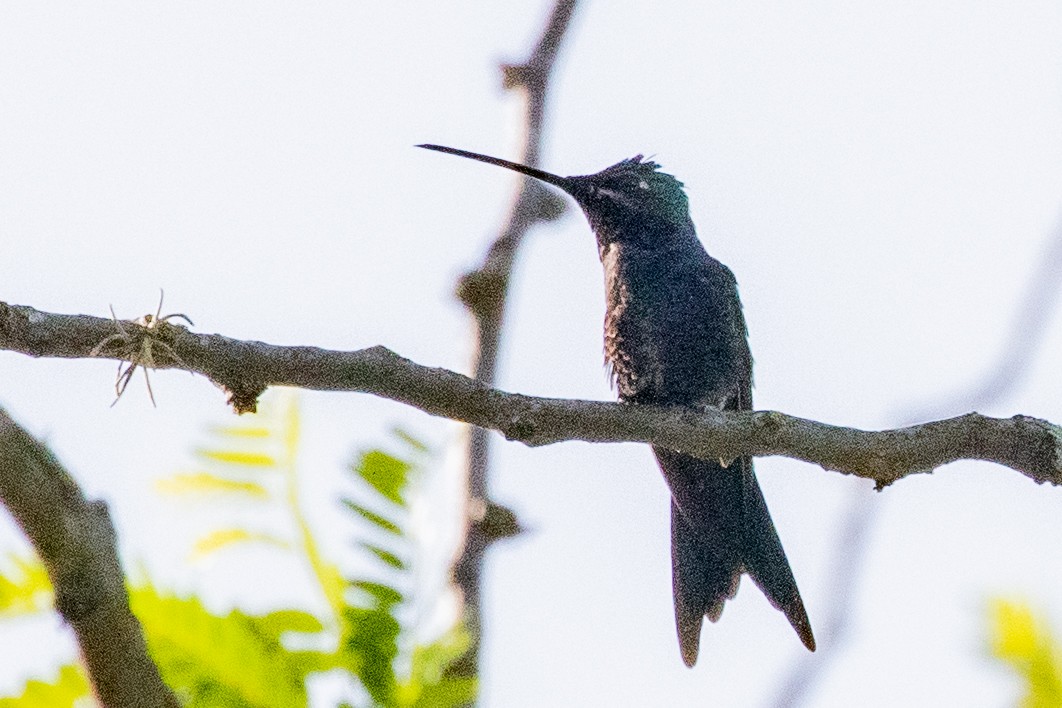 kolibřík cerradový - ML549731821