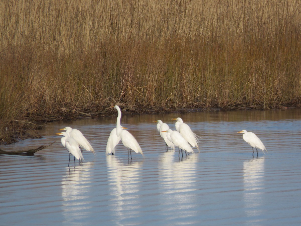 Great Egret - ML549732241