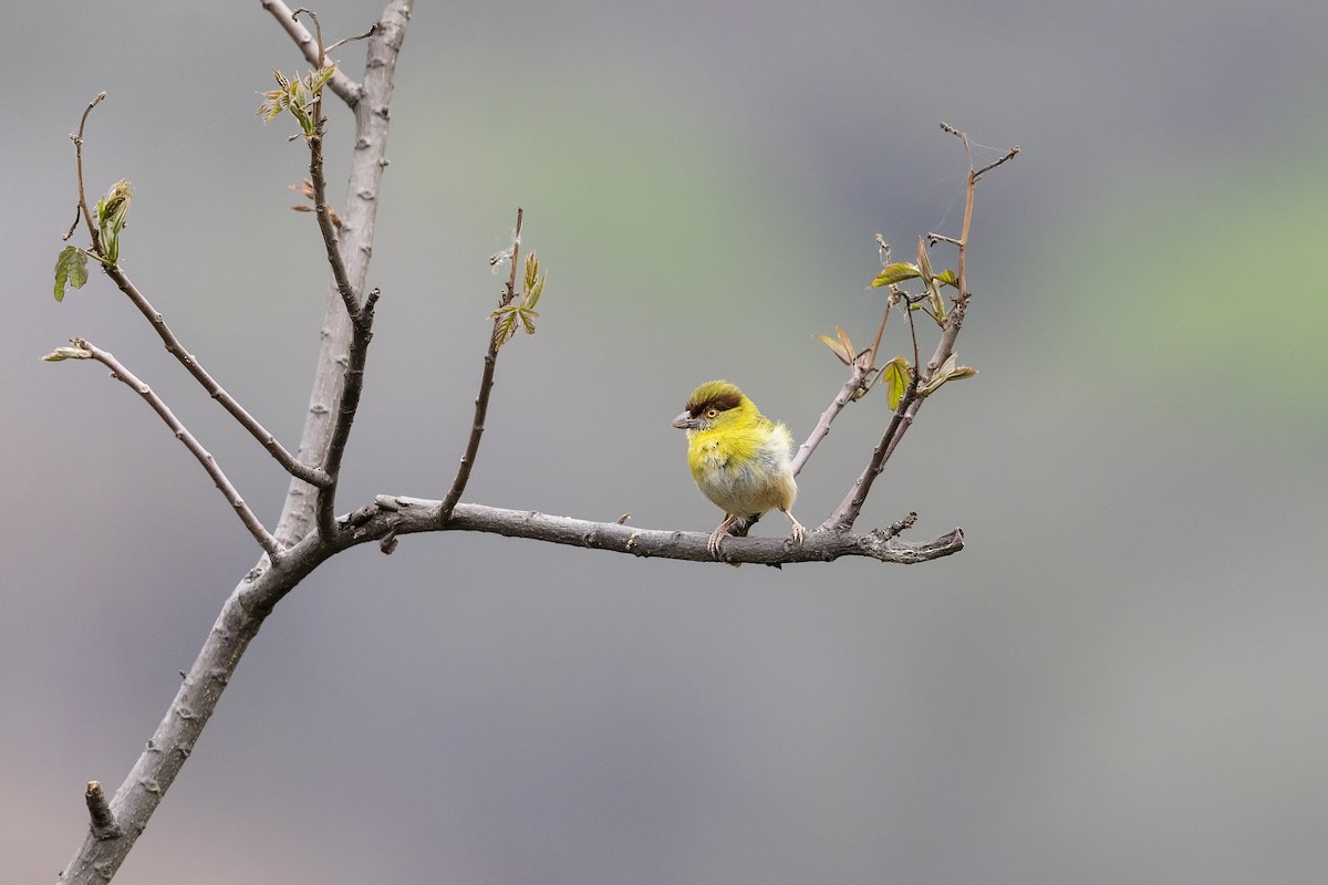 Rufous-browed Peppershrike - Stefan Hirsch