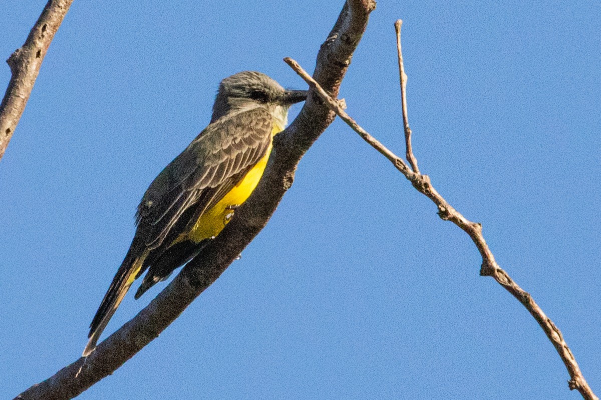 Tropical Kingbird - ML549733781