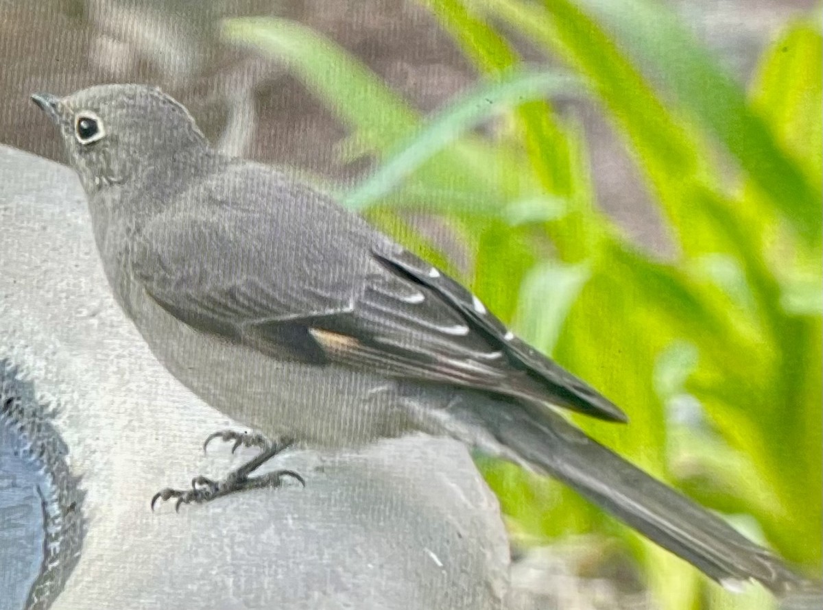 Townsend's Solitaire - ML549733791