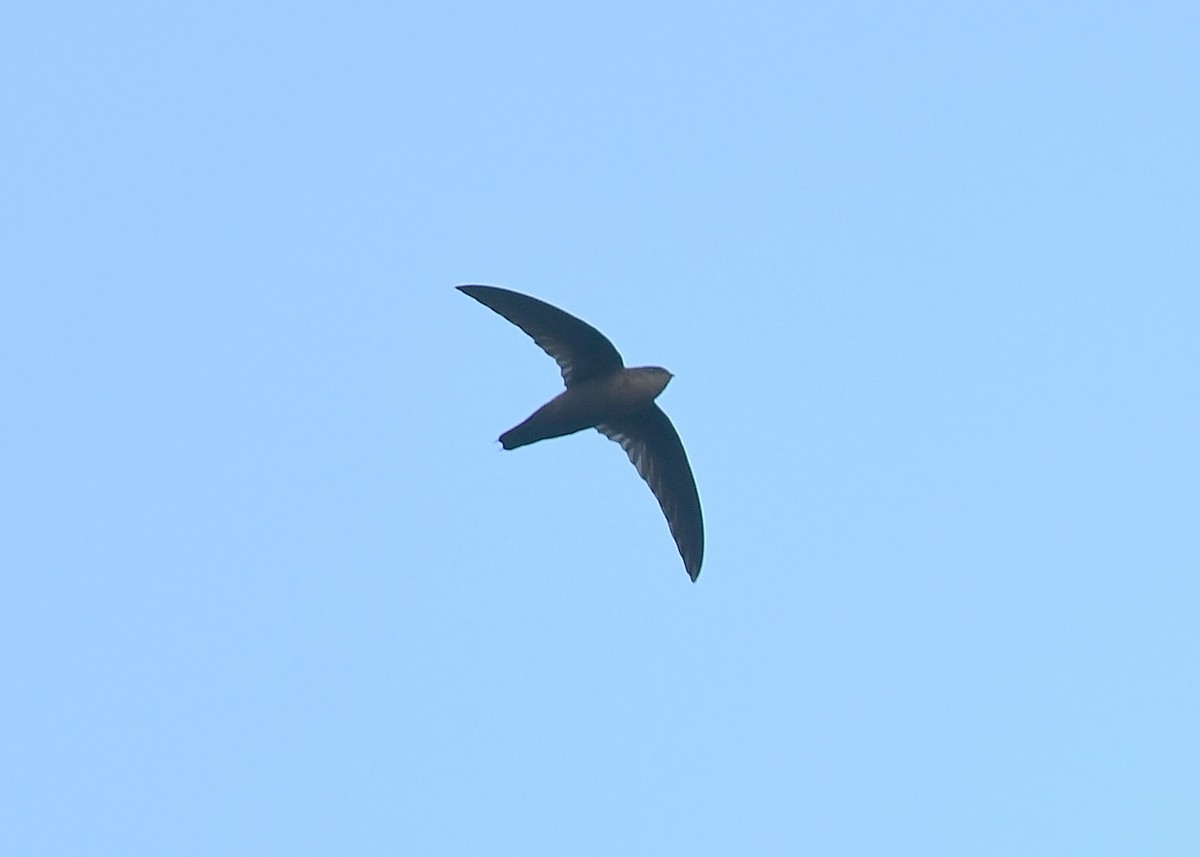 Lesser Antillean Swift - Gary Chapin