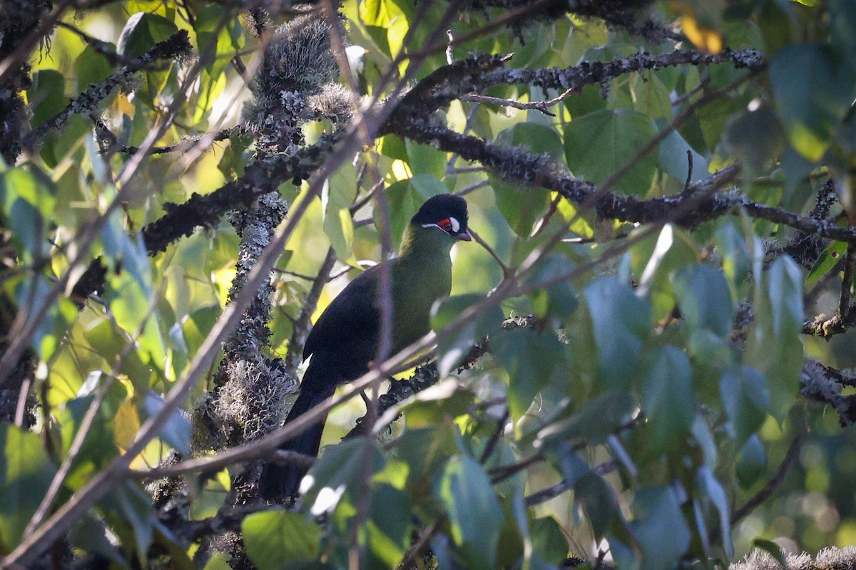 Turaco de Hartlaub - ML549734371