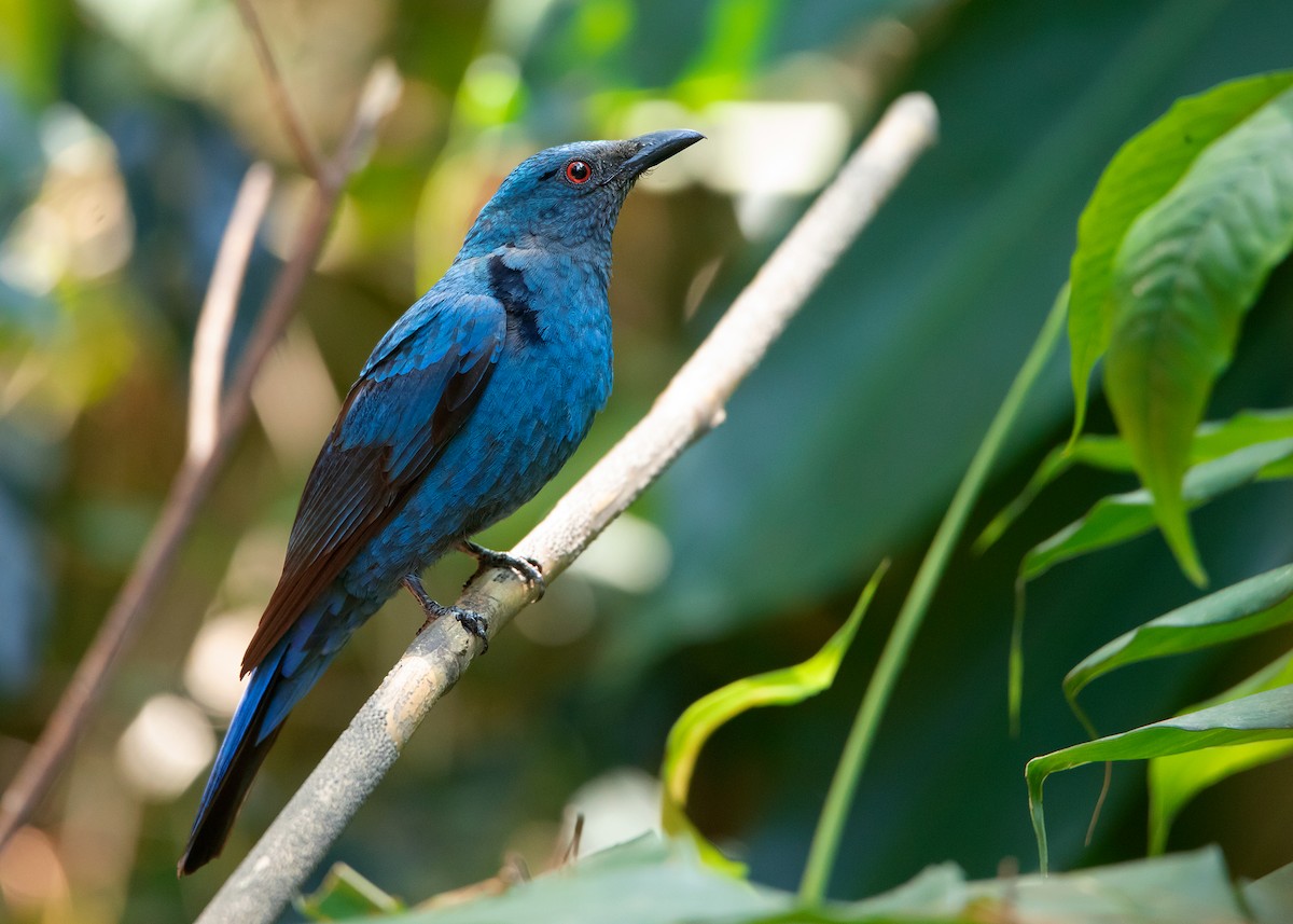 Asian Fairy-bluebird - Ayuwat Jearwattanakanok