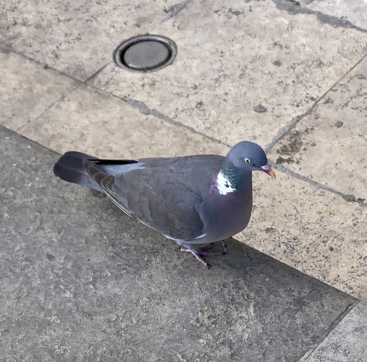 Common Wood-Pigeon - ML549734971