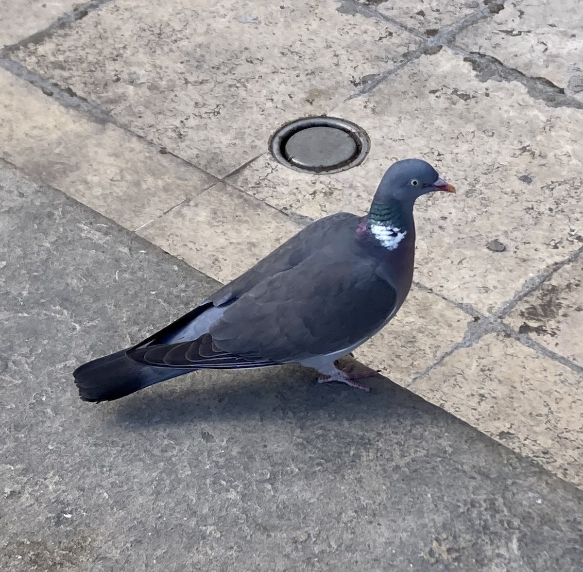 Common Wood-Pigeon - ML549734981